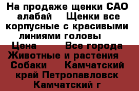 На продаже щенки САО (алабай ). Щенки все корпусные с красивыми линиями головы . › Цена ­ 30 - Все города Животные и растения » Собаки   . Камчатский край,Петропавловск-Камчатский г.